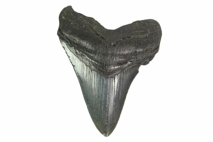 3.17" Fossil Megalodon Tooth - South Carolina